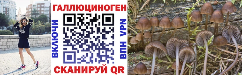 Псилоцибиновые грибы Psilocybine cubensis  Среднеколымск 